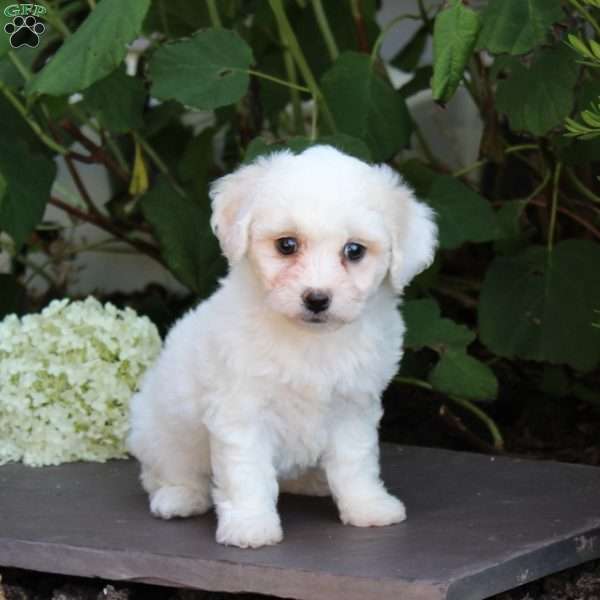Meggie, Bichon Frise Puppy